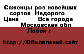 Саженцы роз новейших сортов. Недорого. › Цена ­ 350 - Все города  »    . Московская обл.,Лобня г.